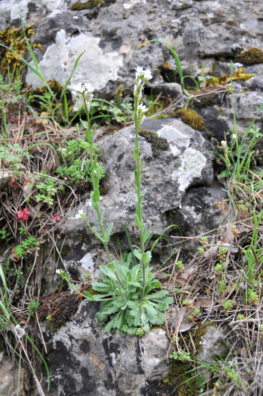 Fiore bianco Ogliastra - Arabis hirsuta